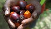 Kok: Planters should not depend on oil palm alone