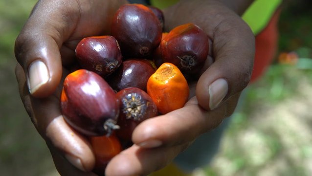 Kok: Planters should not depend on oil palm alone