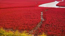 China's Stunning Red Beach Is the Most Mesmerizing Thing You'll See All Day