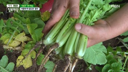 여름에 딱! 물오른 '열무'