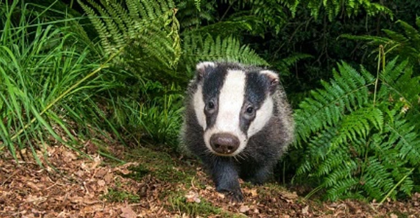 BBC Radio Leicester with Martin Ballard 20Aug20 - badger cull in Leics