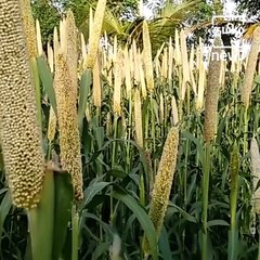 Health Benefits Of Kambu - Pearl Millet