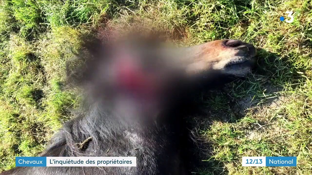 Massacres de chevaux : l'inquiétude des propriétaires