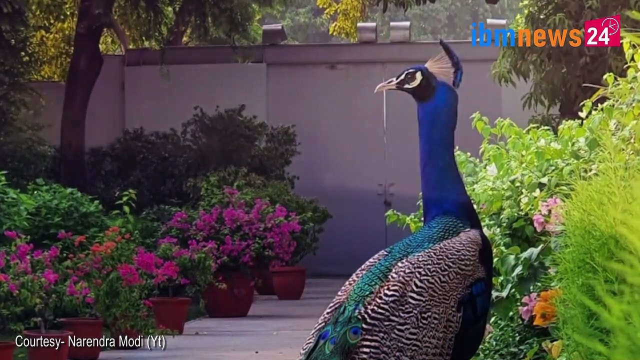 देखें प्रधानमंत्री नरेंद्र मोदी के कुदरत प्रेम की तस्वीरें | PM Feeding to Peacock | PM Loves Nature | IBM News 24