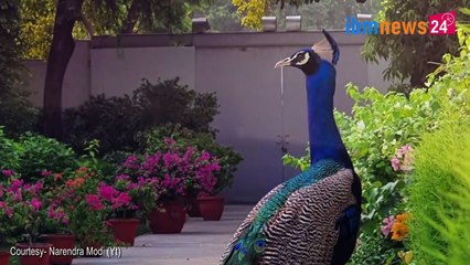 देखें प्रधानमंत्री नरेंद्र मोदी के कुदरत प्रेम की तस्वीरें | PM Feeding to Peacock | PM Loves Nature | IBM News 24