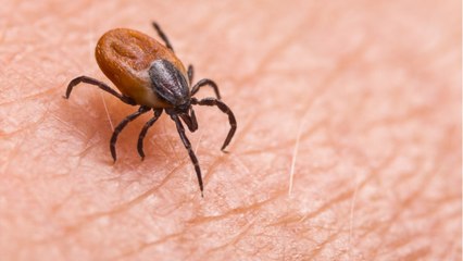 Symptoms Of Chronic Lyme Disease