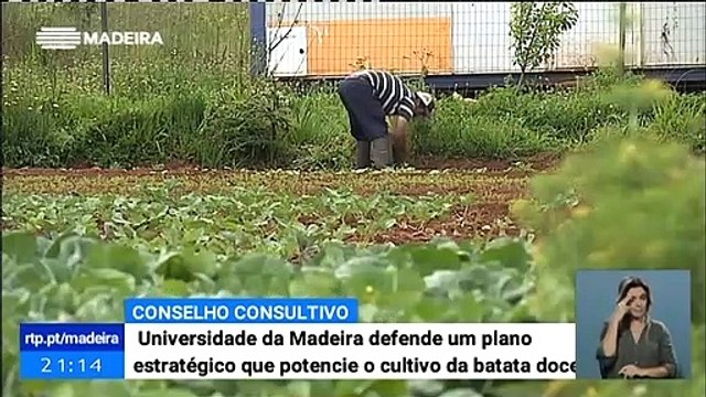 Universidade da Madeira defende um plano estratégico que potencie o cultivo da batata doce na Madeira