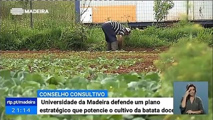 Universidade da Madeira defende um plano estratégico que potencie o cultivo da batata doce na Madeira