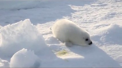 Kid Video _ Animal For Kids _ Seal For Kids _ Lovely Seal For Children_