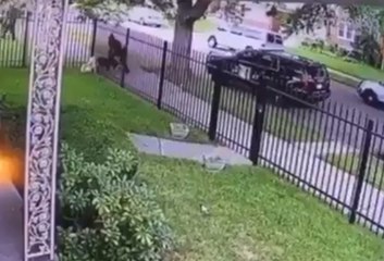 Un policía dispara a un perro que se encontraba detrás de una valla para salvar a un perro policía