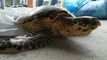 Endangered turtle on long journey gets rescued by kind fisherman