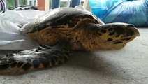 Endangered turtle on long journey gets rescued by kind fisherman