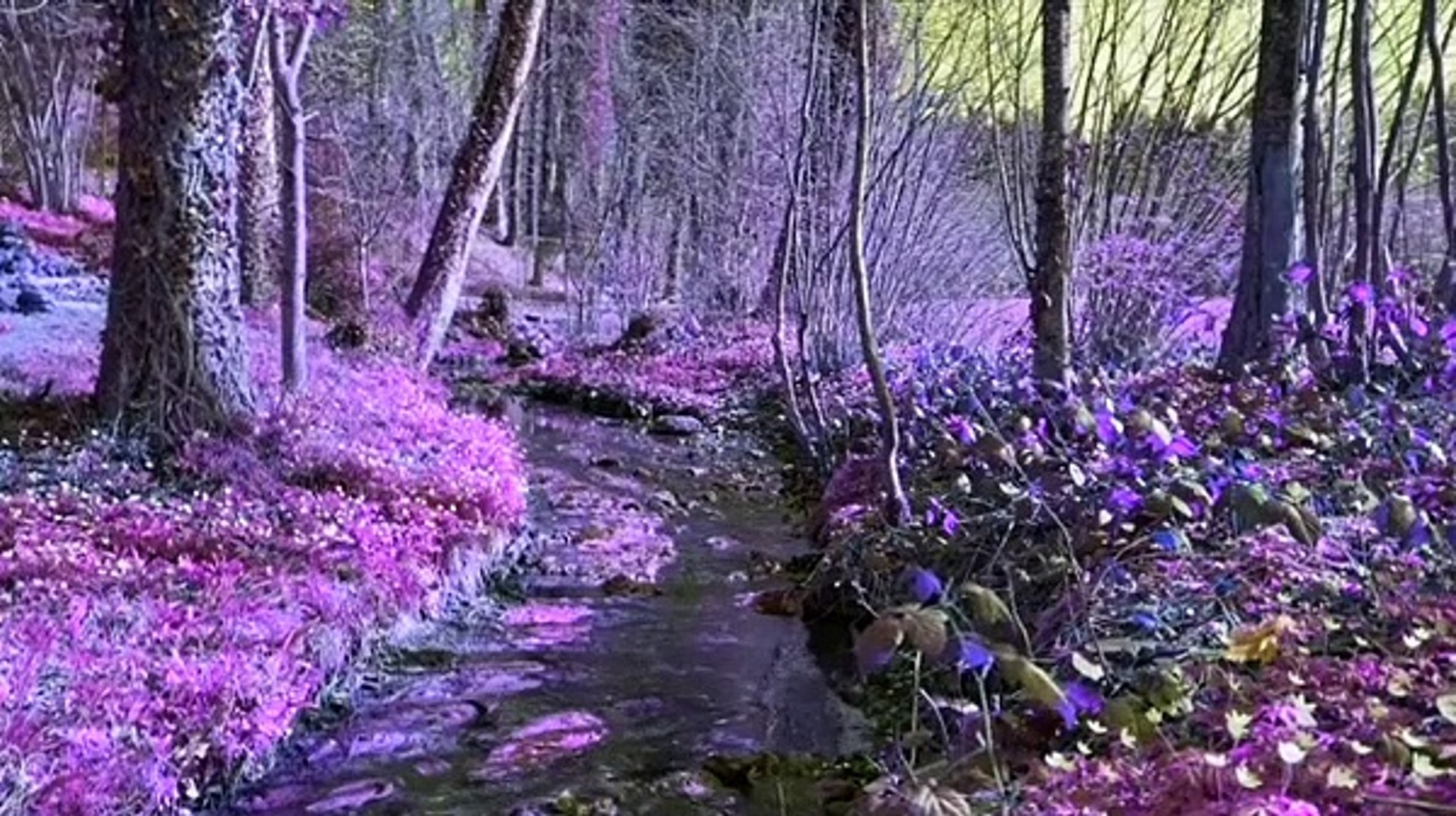 Calming Music __ Deep Sleep Music __  Meditation Music __ Study Music __ Relax _