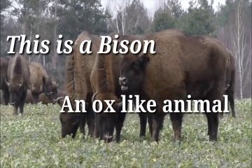 wild Bison/ Bull _480p