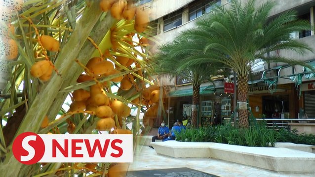 Like a desert bloom, date palm trees grow in KL centre