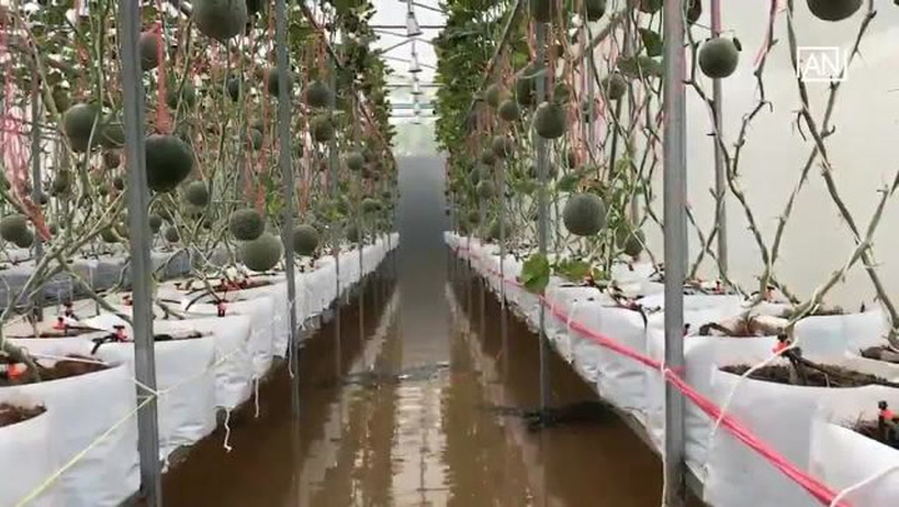 [NTV 030818] Melon farms hit by floods in northeastern Thailand