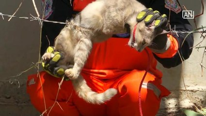 [NTV 090818] Successful rescue of cat in peril huge relief to animal lovers