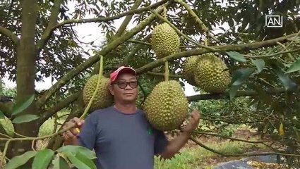 [NTV 070818] Large-sized durian fetches over US$2,000 and rising at ongoing auction