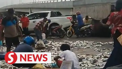 Motorists scoop up free fish after truck overturns on highway exit