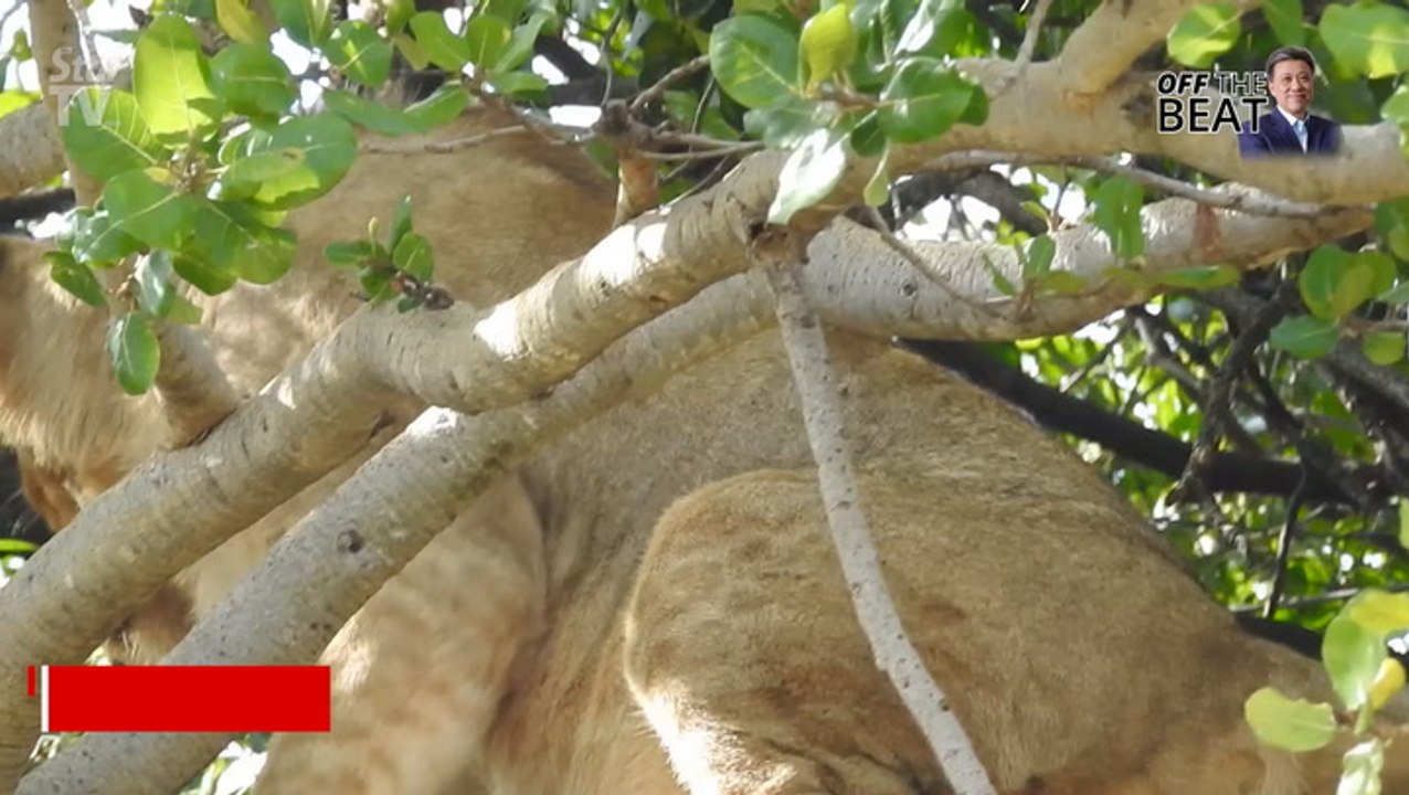 OFF THE BEAT: Save Tanzania’s wildlife