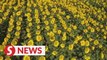 Flower tourism blossoms in Inner Mongolia, China
