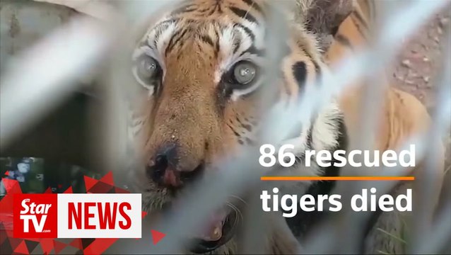 Thai 'Tiger Temple' blames government for deaths of rescued tigers