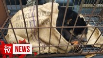 Sun shines again: Bear rescued after being locked up for seven years