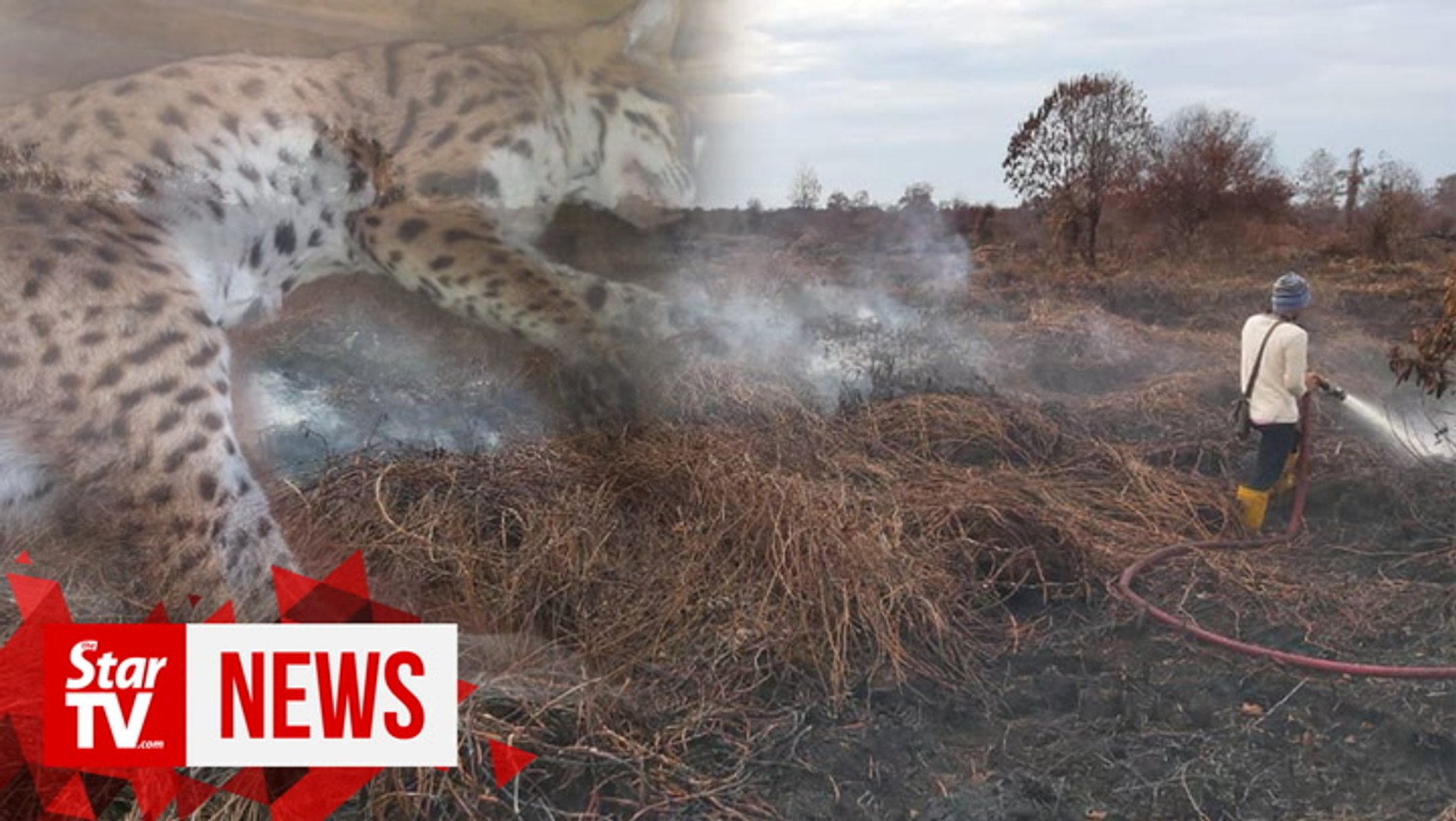 Leopard cat among wildlife killed in Kuala Baram forest fires