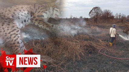 Leopard cat among wildlife killed in Kuala Baram forest fires
