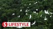 A paradise of birds in Chinese city