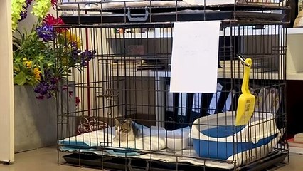 ONG reúne a personas con sus mascotas perdidas en explosión de Beirut