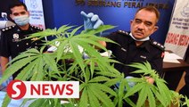Couple among three nabbed for growing ganja plants in Penang