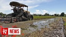 ‘Rice Bowl’ threatened by climate change