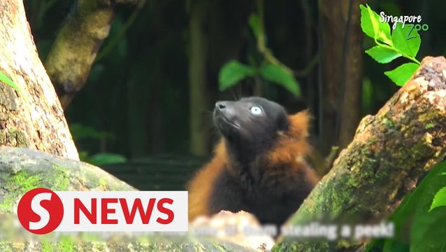 Singaporeans get first glimpses of rare lemur twins after zoo reopens