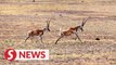 Birthing season for Tibetan antelopes