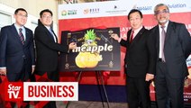 Govt targets RM350mil worth of pineapple exports for 2019