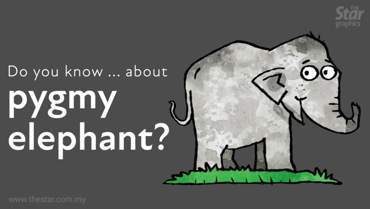 Do you know...about pygmy elephant?