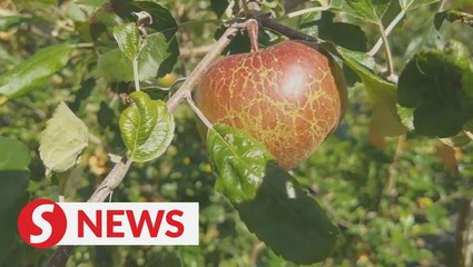 Apple orchard helps Tibetan family get rid of poverty