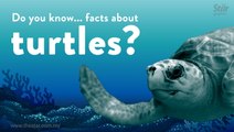 Do you know ... facts about turtles?