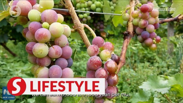 Vineyards change lives of villagers in SW China's Tibet