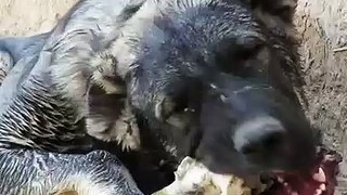 COBAN KOPEGi SABAH KAHVALTISINDA KEMiK - SHEPHERD DOG BREAKFAST