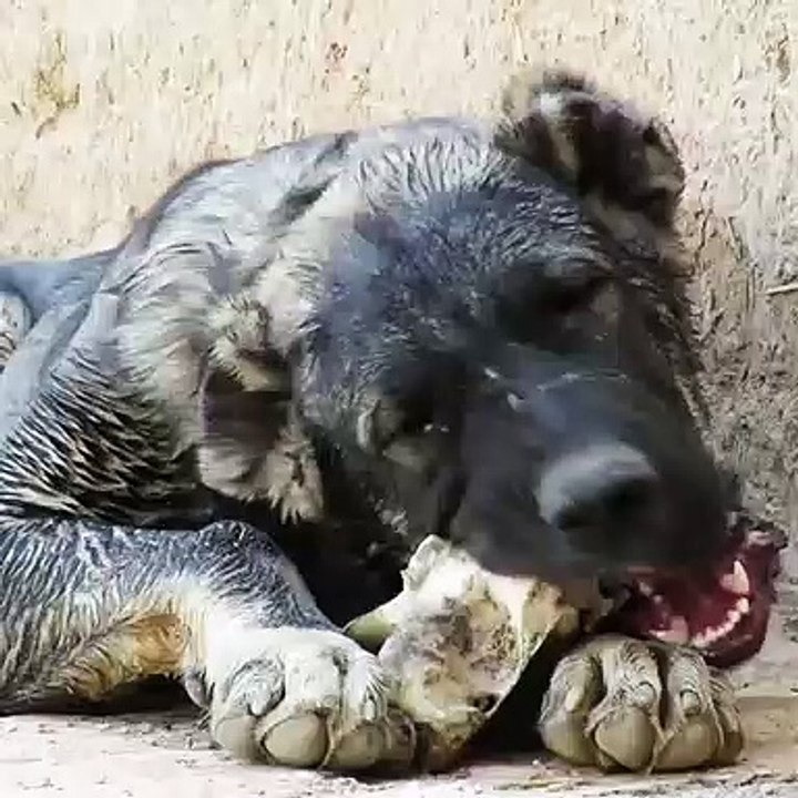 COBAN KOPEGi SABAH KAHVALTISINDA KEMiK - SHEPHERD DOG BREAKFAST