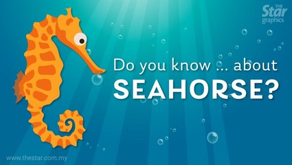 Do you know ... about seahorses?