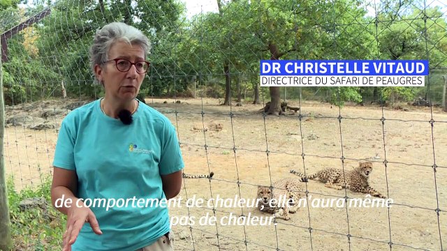 Les guépards, stars du carnet rose d'un parc d'Ardèche