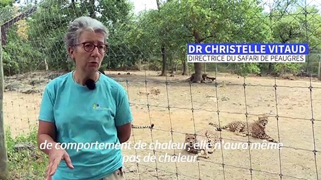 Les guépards, stars du carnet rose d'un parc d'Ardèche