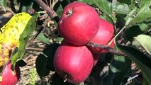 Erkenci yaz elması kalitesi ve fiyatıyla üreticisini sevindiriyor - MERSİN