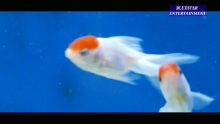 the most colorful freshwater fish,turtle and fish,most colorful fish in the world,beer in water,beer,most colorful freshwater fish for aquarium,