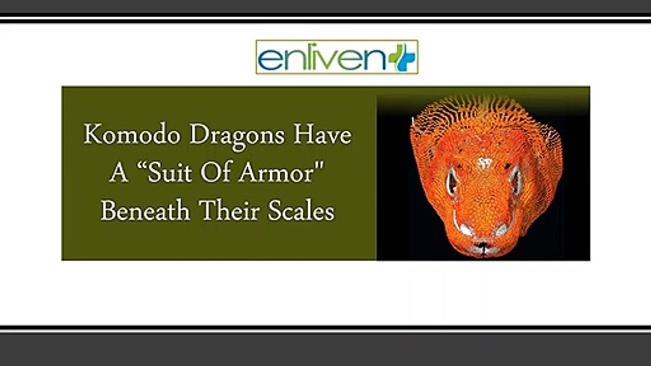 Komodo dragons have a "suit of armor" beneath their scales.