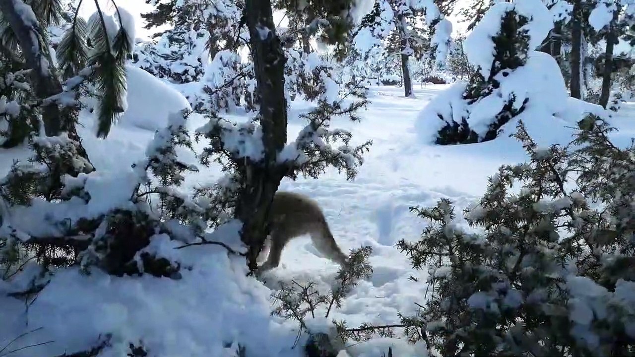 Snow Walking Sounds