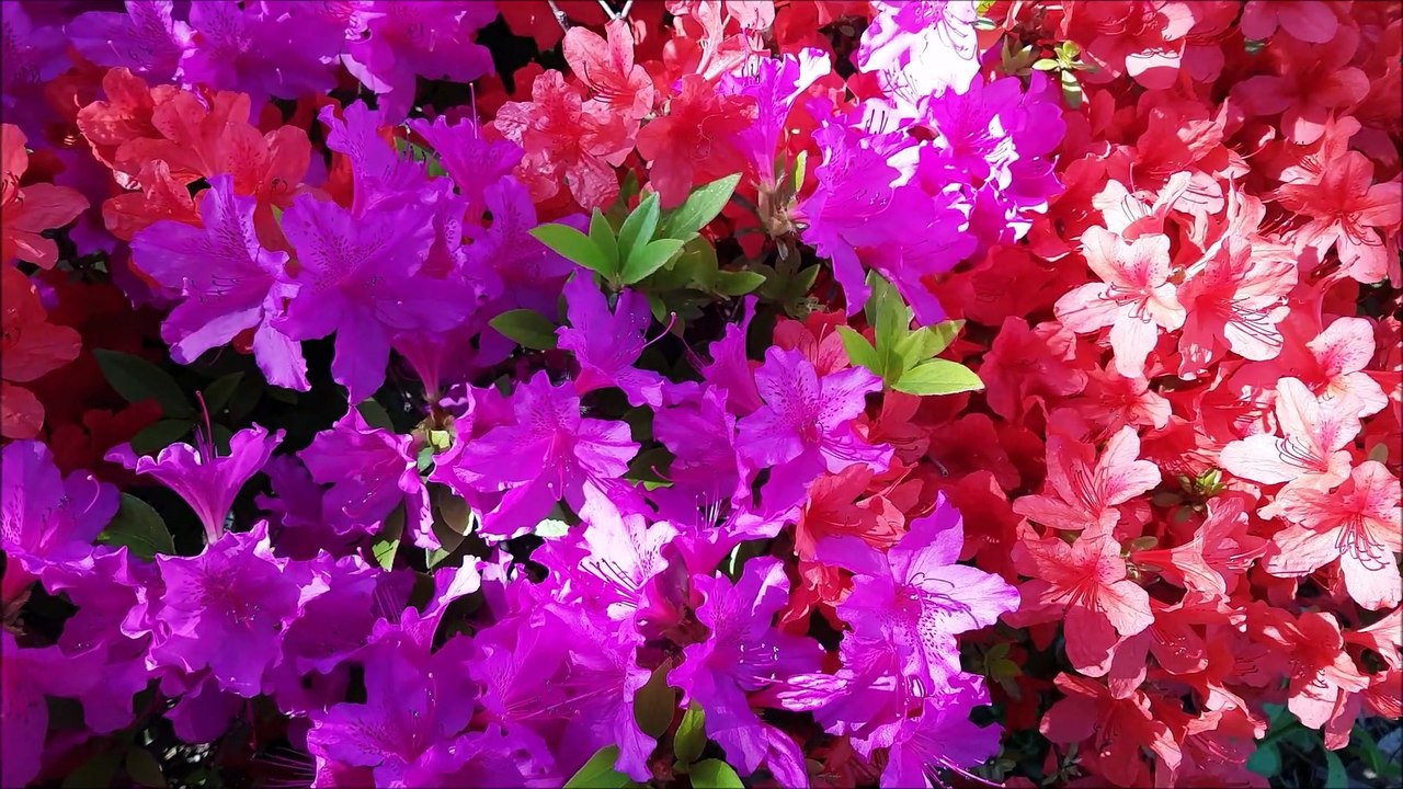 A Assunção de Nossa Senhora